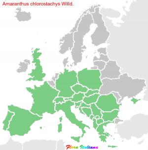 Amaranthus chlorostachys Willd.